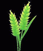 良田膏壤米粮川——焦做市推进高尺度农